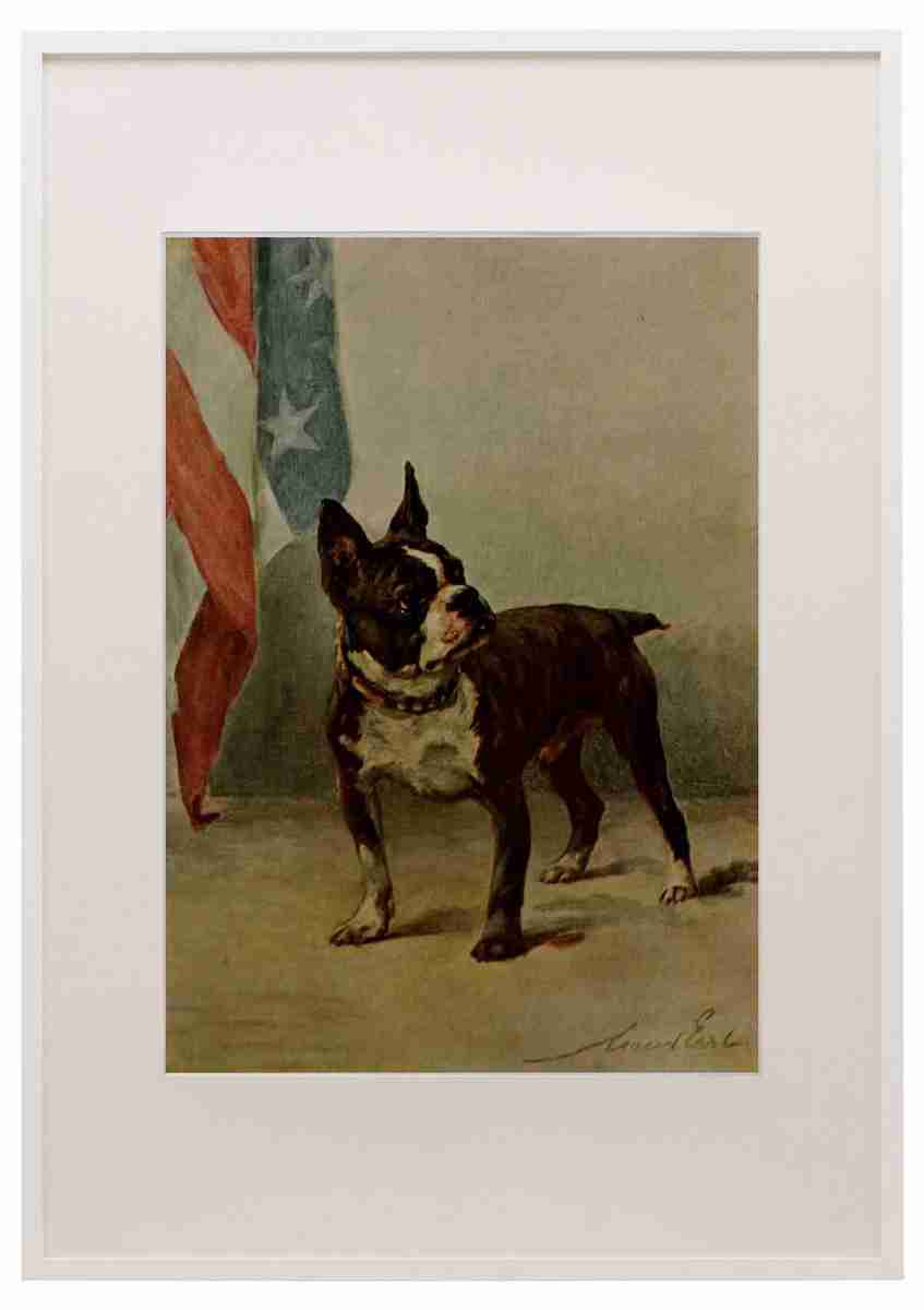 Earl Maud 1864 1943 Power Dog 1910 Boston Terrier A3 A4 Framed Print Picture - Picture 1 of 1