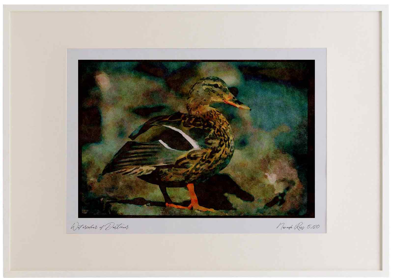 008079 Female Mallard Watercolour Picture Frame Ltd Ed A2 - Bild 1 von 1